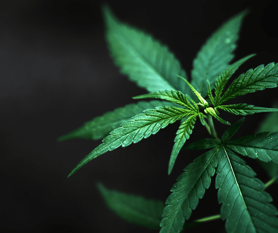 Bringing Marijuana Purchased Legally into Texas